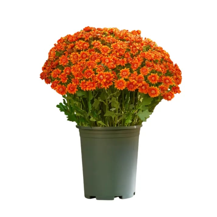 đ„ Konstgjorda utomhusblommor i form av krysantemum â UV-bestĂ€ndiga, vattentĂ€ta, vindtĂ€ta