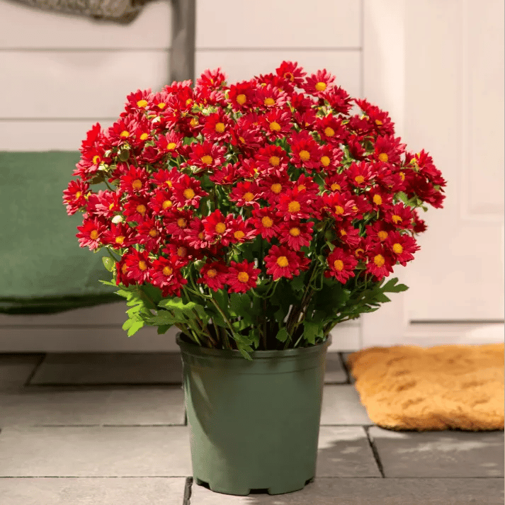 đ„ Konstgjorda utomhusblommor i form av krysantemum â UV-bestĂ€ndiga, vattentĂ€ta, vindtĂ€ta