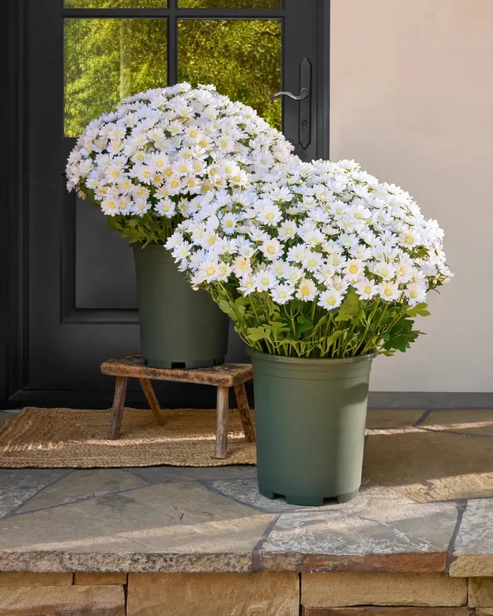 💥 Konstgjorda utomhusblommor i form av krysantemum – UV-beständiga, vattentäta, vindtäta
